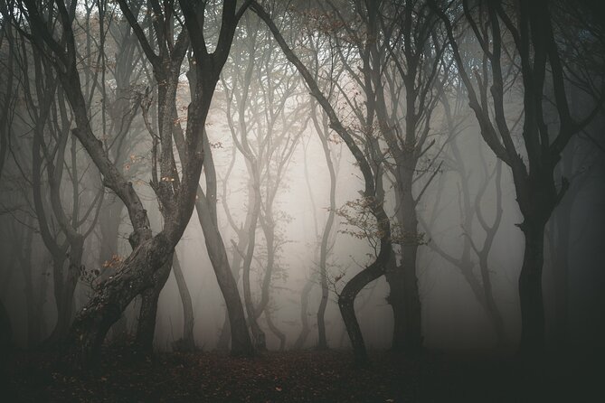 Night Tour in Hoia Baciu Forest - The guide style that drives the mood, Alex and Tudor on the same mission