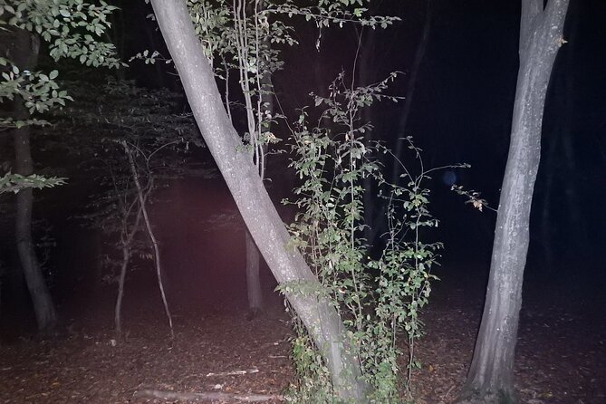 Night Tour in Hoia Baciu Forest - Timing tips for the best night in the forest