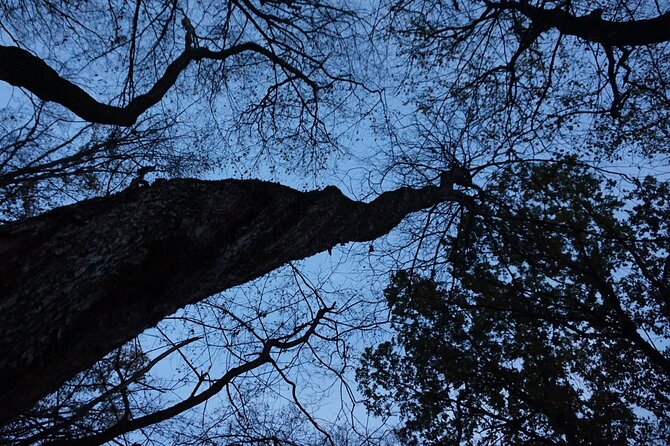 Night Tour in Hoia Baciu Forest - Price and value: what you’re paying for at $160.57 per person