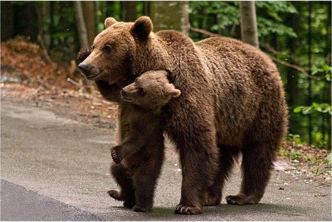 One day trip Bear Sanctuary Dracula Castel and Rasnov Fortress from Brasov - Guide style and small-group pacing, especially when you want things handled