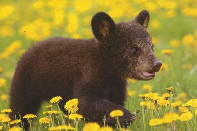 One day trip Bear Sanctuary Dracula Castel and Rasnov Fortress from Brasov - Stop 1: Libearty Bear Sanctuary Zarnesti and how to see it the right way