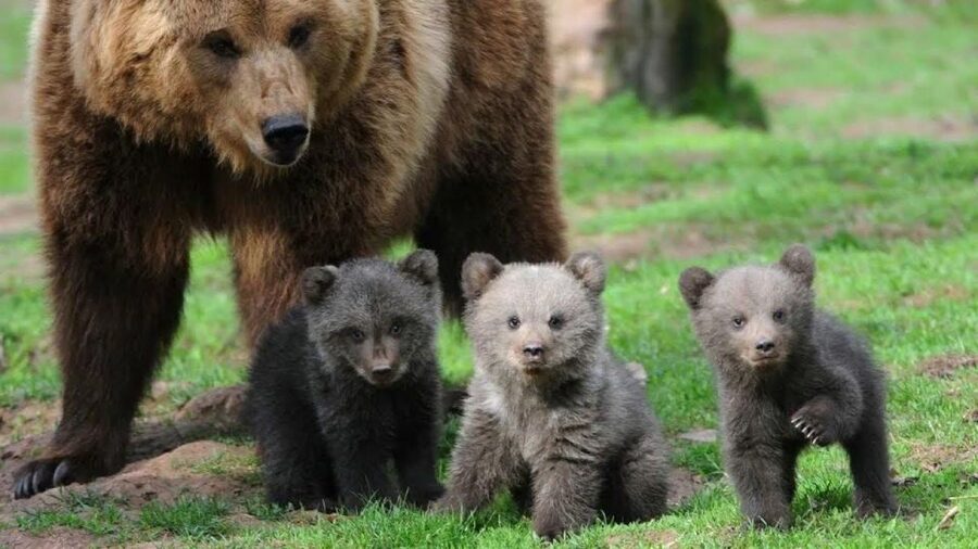 One day trip Bear Sanctuary, Dracula Castle - Key things to know before you go