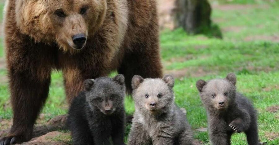 One day trip Bear Sanctuary, Dracula Castle - Liberty Bear Sanctuary Zărnești: what it feels like to watch bears up close