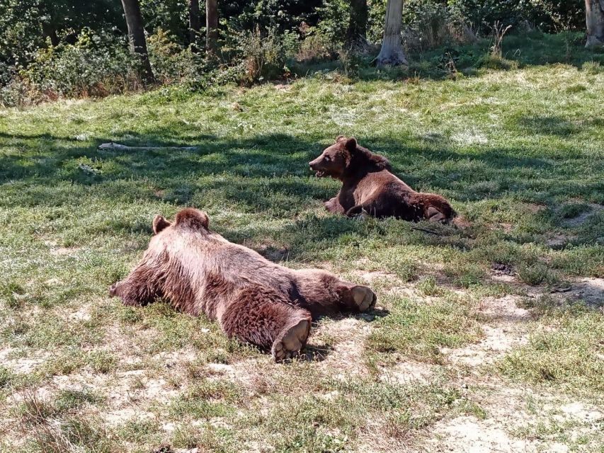 One day trip Bear Sanctuary, Dracula Castle - Views at Bran are not just a bonus