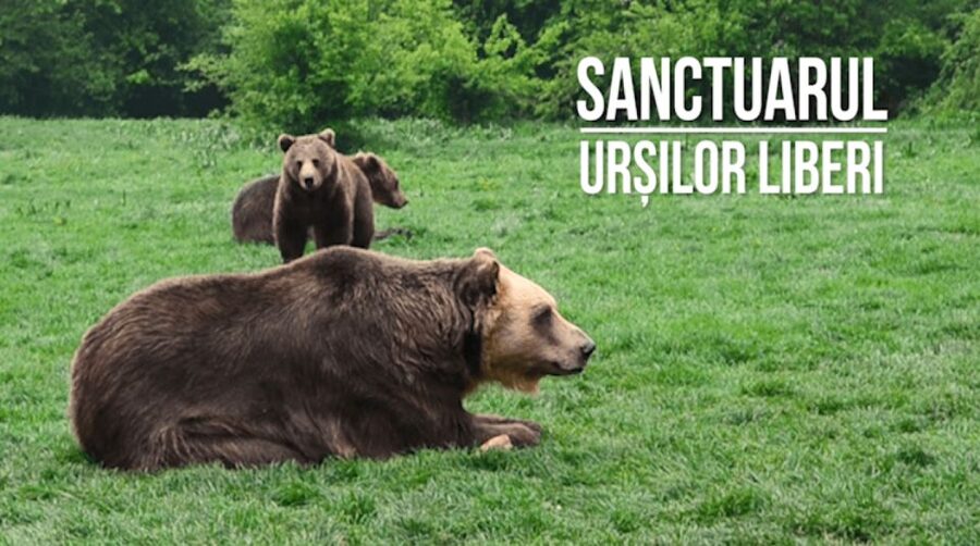 One day trip Bear Sanctuary, Dracula Castle - Timing and pacing: how to enjoy both stops in a single day