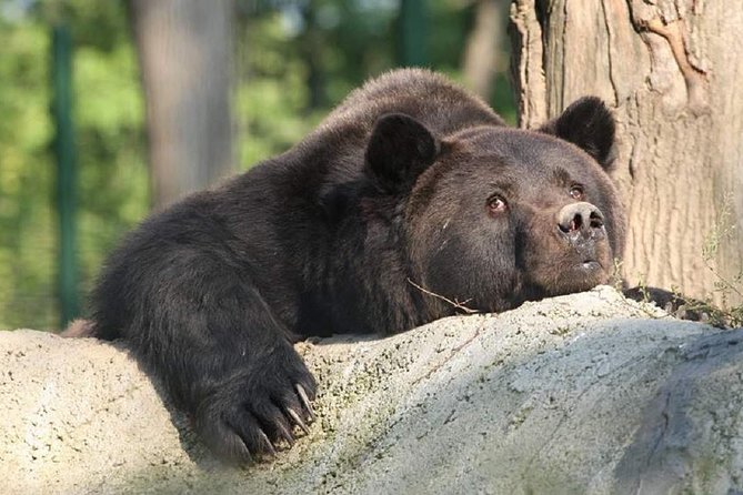 One day trip Bear Sanctuary, Dracula Castle, Rasnov Fortress from Brasov - Libearty Bear Sanctuary in Zărnești: The Emotional Wildlife Stop That’s the Reason You Came