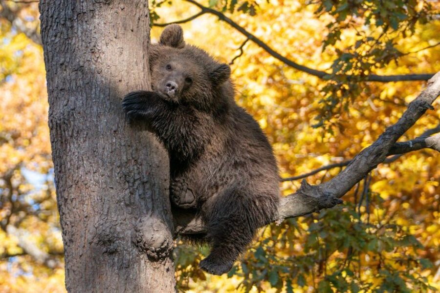 One day trip Bear Sanctuary, Dracula Castle - From Brașov to Zărnești: settling in for a bear-focused morning