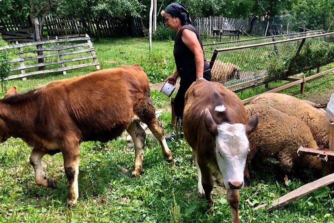 Original Carpathian Village Experience and Sinaia in one day tour - Getting Picked Up in Bucharest and Returning Smoothly