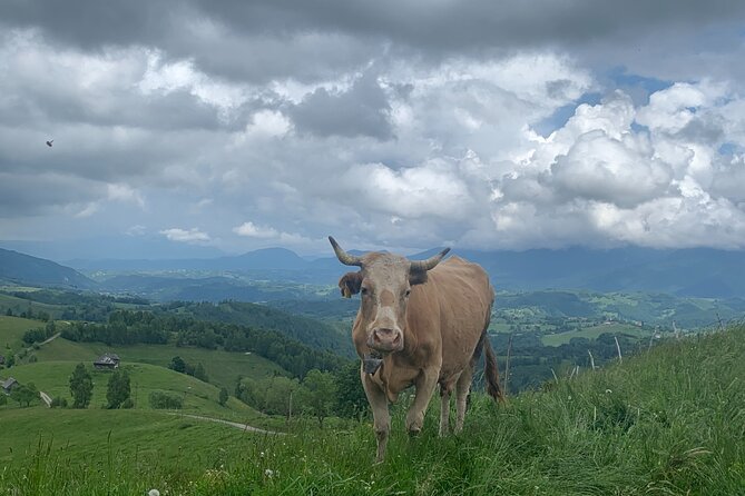 Peles castle and authentic Romanian village experience - day trip - Barajul Paltinu: a short lake break in Wallachian forests