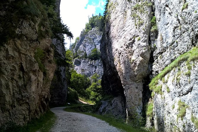 Perfect bike tour around Brasov - Secular oak forest: when a protected woodland becomes the highlight