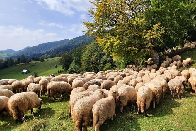 Pestera and Magura Full-Day Private Walking Tour from Brasov - Stop 2: Magura Village, Big Views and Local History