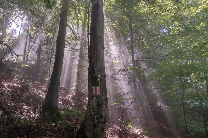 Piatra Craiului National Park Private Hiking Tour from Brasov - The optional Bran Castle visit: the Dracula legend, minus the pressure