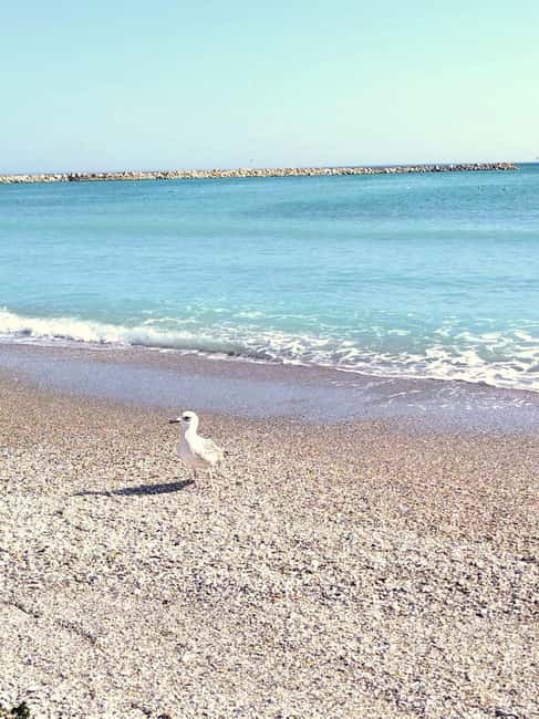 Private Bucharest Tour: Discover Constanța & Black Sea Coast - Private group comfort, English guidance, and what to expect from your guide