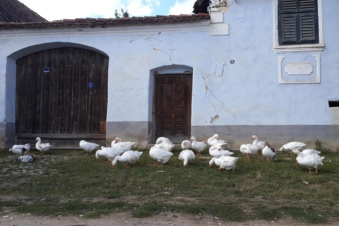Private Day Tour Sighisoara and Viscri from Brasov with Hotel Pick Up/ Drop Off - From 9 am pickup to drop-off: comfort and control
