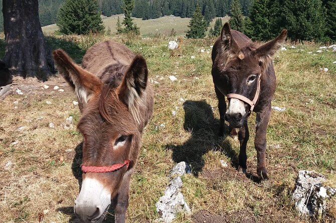 Private Full-Day Hiking Tour in Piatra Craiului National Park - How a good guide changes the experience on tricky trails