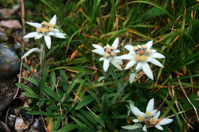Private Hiking to Bucegi Natural Park from Brasov - Top Plateau at 2000m: Panoramic Views, Flora and Fauna Watching