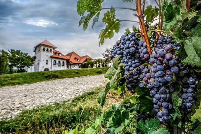 Private Wine Tasting in Cellar and the Winemaking process - What You’ll Notice at Each Stage (Without Overhyping It)