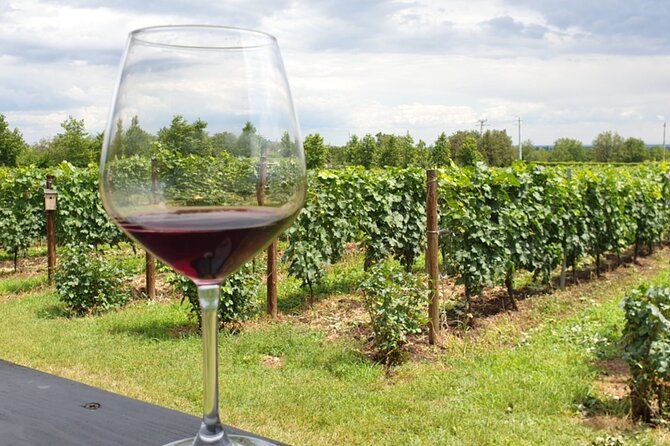 Private Wine Tasting in Cellar and the Winemaking process - Who This Private Wine Tour Suits Best