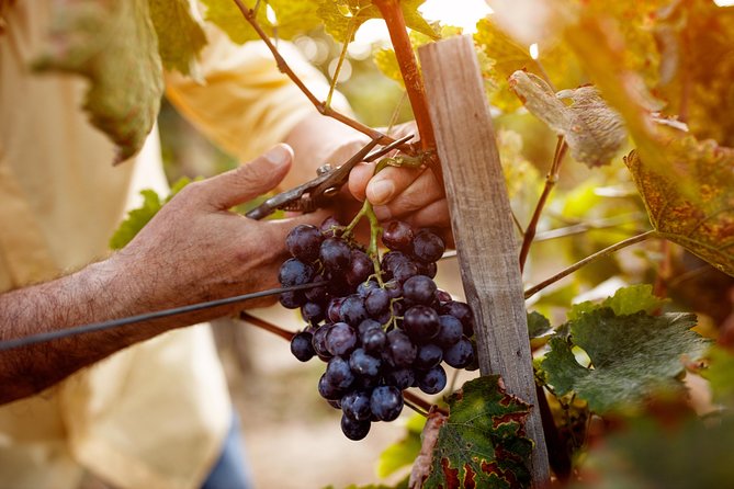 Romanian Wine Tasting - Budureasca Winery: wine tasting etiquette that actually helps