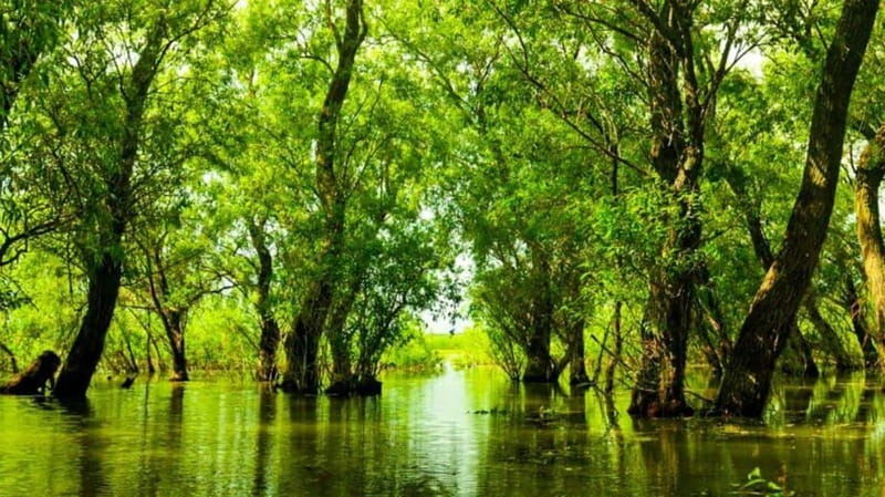 Sulina: Letea Forest Day Trip - Key things to know before you go