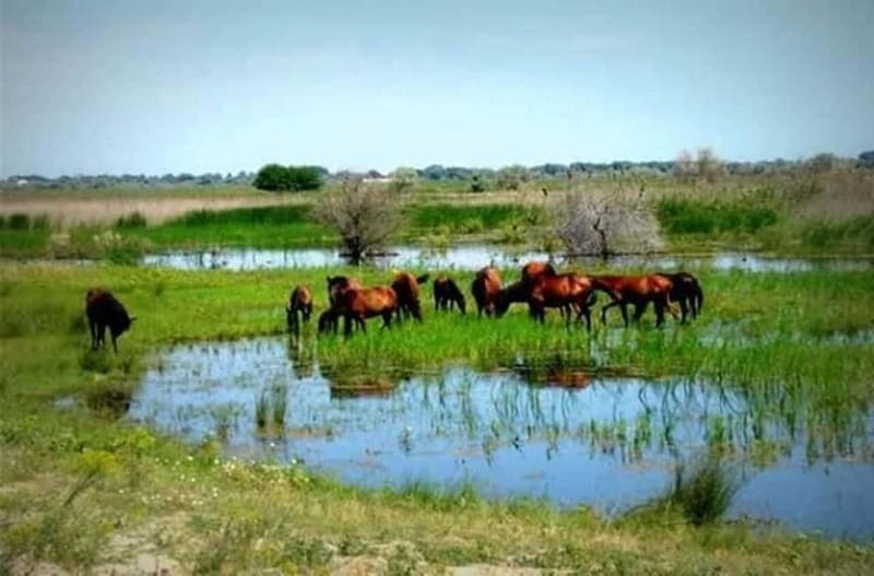 Sulina: Letea Forest Day Trip - Why Letea Forest feels different from other Danube Delta tours