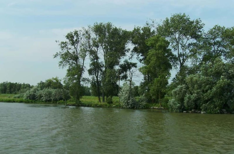 Sulina: Letea Forest Day Trip - The forest portion: lianas, centuries-old oaks, sand dunes, and why the guide matters