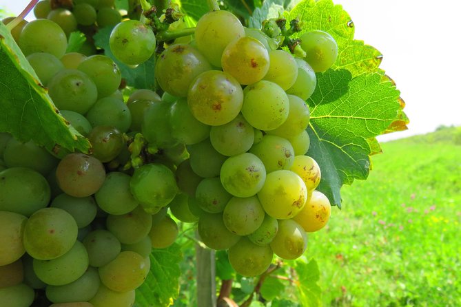 The wine route by bike - Who this Bucharest wine bike route is best for