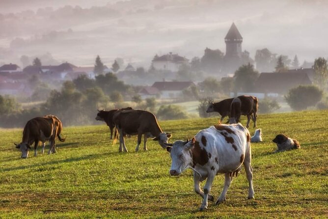 Transfer Bucharest -Brasov with Targoviste and Bran Castle visits - Timing, weather, and traffic: how to set yourself up for an easy day