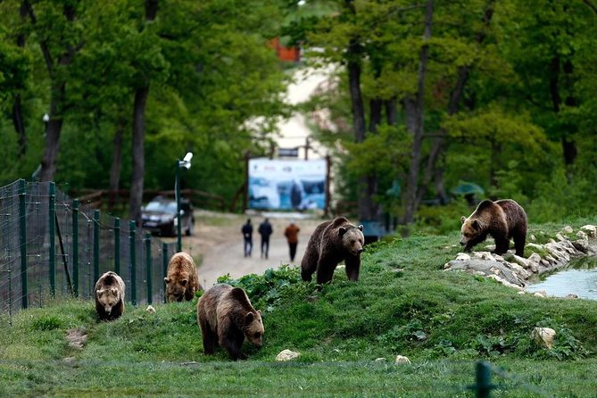 Transylvania with Dracula Castle, Bear Sanctuary and Brasov - Vampire Legends and Real Bears: How This Day Trip Works