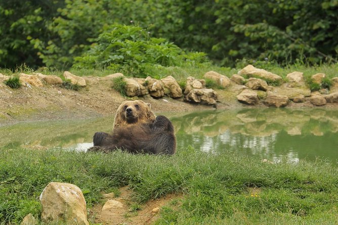 Transylvania with Dracula Castle, Bear Sanctuary and Brasov - Price and Entrance Fees: What Your $155 Actually Covers