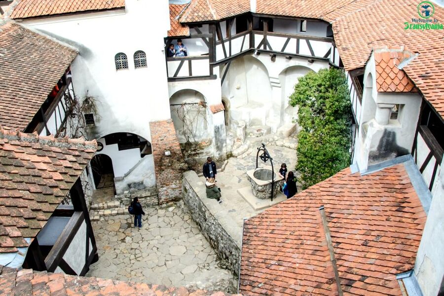 Visit Bear Sanctuary and Bran Castle from Brasov - A 5-hour Brasov plan that actually feels like a day trip