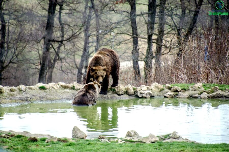 Visit Bear Sanctuary and Bran Castle from Brasov - Car pickup and drop-off: the underrated part of this day
