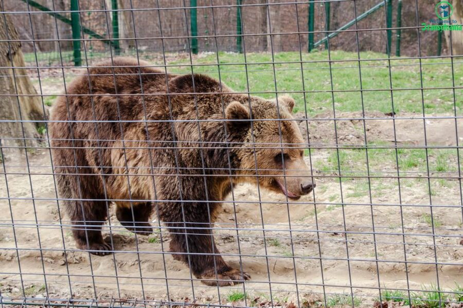 Visit Bear Sanctuary and Bran Castle from Brasov - Who should book this tour, and who might want to rethink it