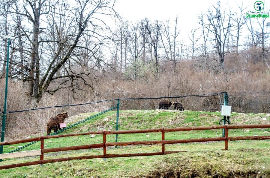 Visit Bear Sanctuary and Bran Castle from Brasov - Should you book Bear Sanctuary and Bran Castle from Brasov?